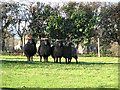 Hebridean sheep in pasture on Cherryground, Hintlesham