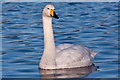 ST1769 : Whooper Swan - Cosmeston Lakes Country Park by Mick Lobb