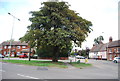 Tree, Station Rd