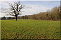 Field at Whitney-on-Wye