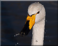 ST1769 : Whooper Swan - Cosmeston Lakes Country Park by Mick Lobb