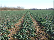 SE4440 : Track through crop field by JThomas