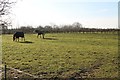 Paddock with Horses, off Mill Lane