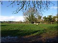 Footpath at Curscombe