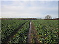 Walking west towards Carr Farm