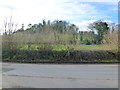 View of hedge and hill side from lay-by on Ermington to Ivybridge road