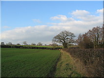 SP2981 : Fields by Washbrook Lane by E Gammie