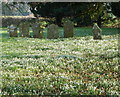 Snowdrops, St George