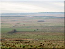 NY6767 : Thirlwall Common (North Side) by Mike Quinn
