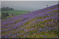 Bluebells on Cam Peak