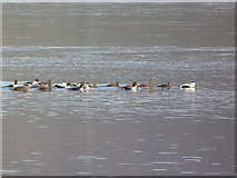 NH7895 : A group of eiders on Loch Fleet by sylvia duckworth