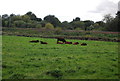 Cattle grazing by the Great Eastern Main Line