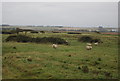 TQ7778 : Sheep, Halstow Marshes by N Chadwick