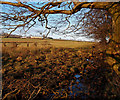 Maich Water, near Langstilly Farm