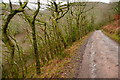 Track in Hawkcombe Woods