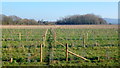 Footpath through a new orchard