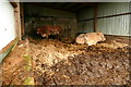 Cattle at Lucott Farm