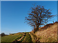 Hawthorn Tree and Track