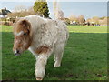 Pony in Myddle village, Shropshire