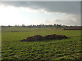 Fields near Castle Farm, Myddle