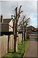 Pollarded Trees Rowan Tree Road