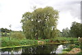 TM1248 : Weeping Willow by the River Gipping by N Chadwick