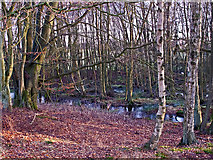 NS9892 : Birchwood near Cadgerford by William Starkey