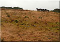 Ponies on Tarr Ball Hill