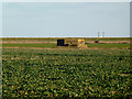 Dengie Pillbox