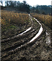 Track through the corn field