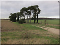 TL7494 : Pine trees along farm track by Hugh Venables