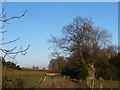 Path with view to two old barns near Oswestry