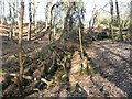 Woods below Cuil an Duin