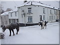 Ponies in the snow at Upper Row, Pen-y-wern