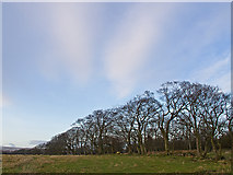 NT0196 : Field boundary near Pitfar by William Starkey