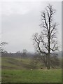 Downland pasture south of Tandridge Priory