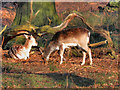 SJ7386 : Dunham Deer Sanctuary by David Dixon
