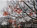 Last leaves on the tree