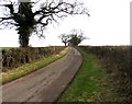 Towards White Lodge Farm