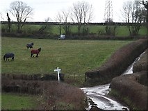 SX8976 : Horses grazing near Colmansford Bridge by David Smith