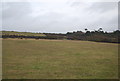 Farmland behind Cogden Beach