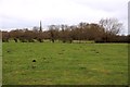 Footpath across the field