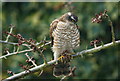 Female Sparrowhawk