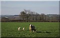 Sheep near Culmstock