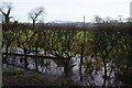 Flooded hedgerow by Bezza Lane