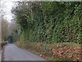 The edge of Summercombe Wood on Luscombe Hill