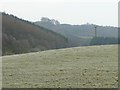 Pasture with electricity pole