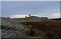 Two Hawthorn Trees