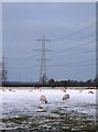 Snow, sheep and pylons