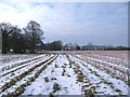 Footpath in the snow